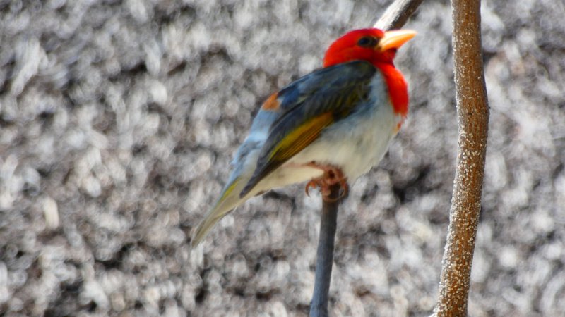 Roter Webervogel Entabeni.jpg